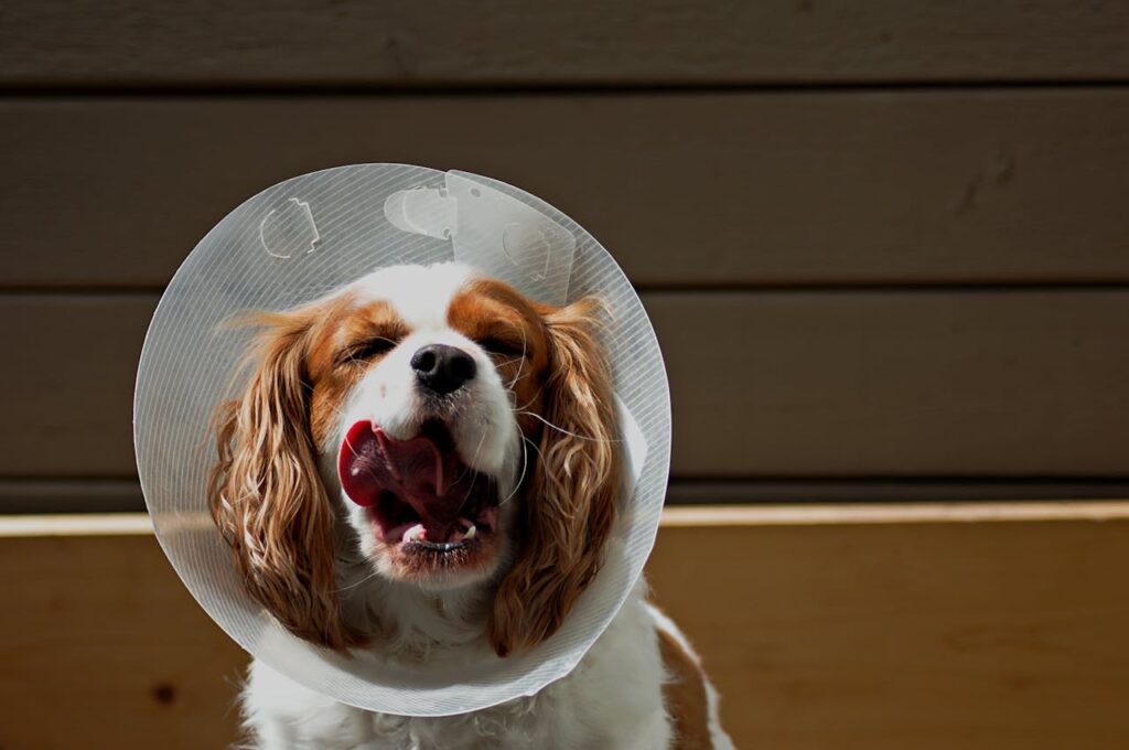 Cute dog with a protective cone enjoying the outdoors.